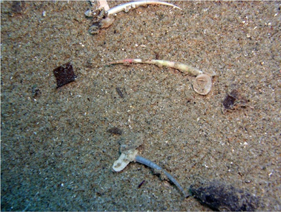 Immersioni nel sito Punta Quaglia