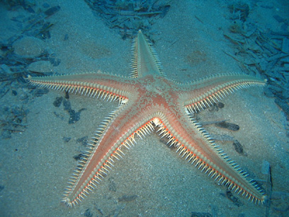 Immersioni nel sito Punta Spartivento
