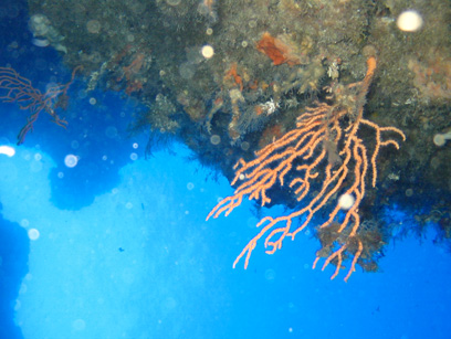 Immersioni nel sito Cala del guarracino
