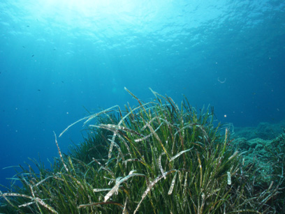 Immersioni nel sito Cratere