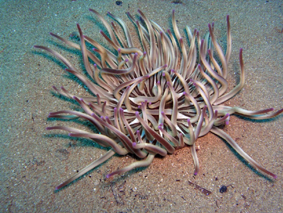 Immersioni nel sito Grotta delle Corvine