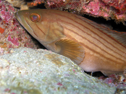 Immersioni nel sito Grotta delle Corvine