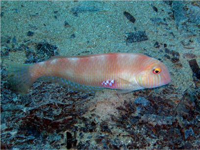 Immersioni nel sito Grotta Trombetta