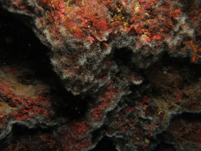 Immersioni nel sito Pan di Zucchero