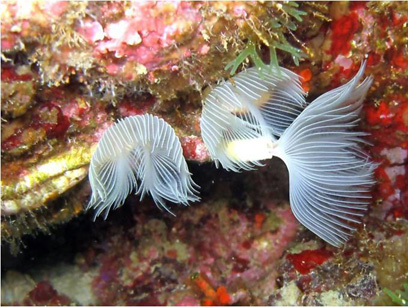 Immersioni nel sito Passaggi di Zi' Anna