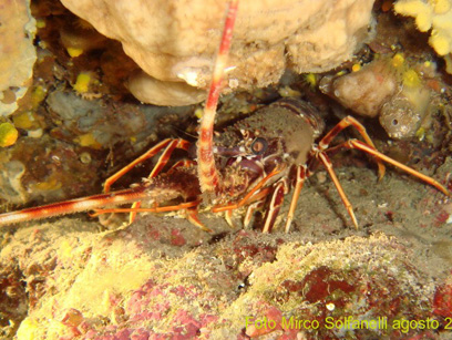 Immersioni nel sito Posidonia