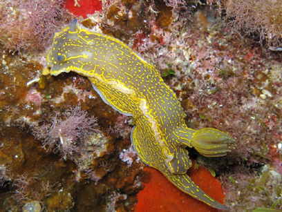 Immersioni nel sito Punta Quaglia