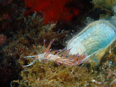 Immersioni nel sito Tunnel del Cammino