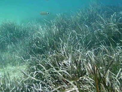 Immersioni nel sito Tunnel del Cammino